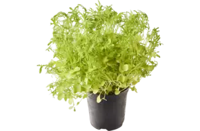 BIO Mosterd frills groen in pot doos 2st
